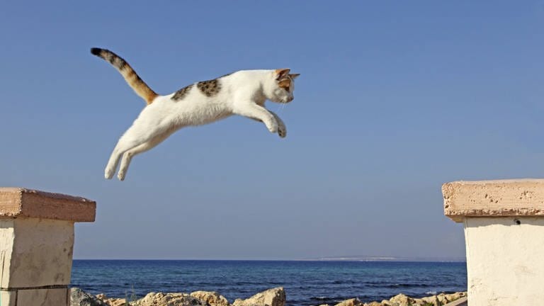 Hauskatze springt auf einem Dach von Schornstein zu Schornstein: Eine Katze hat "sieben Leben"