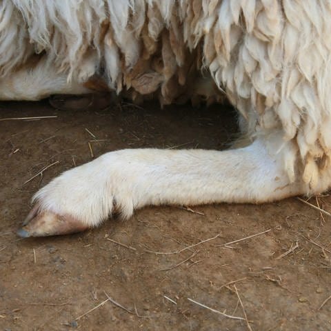 Bein eines Schafes: Wenn man jemandem die Hammelbeine langziehen will, stellt das eine Bedrohung dar, denn es verweist auf das Schlachten des Tieres