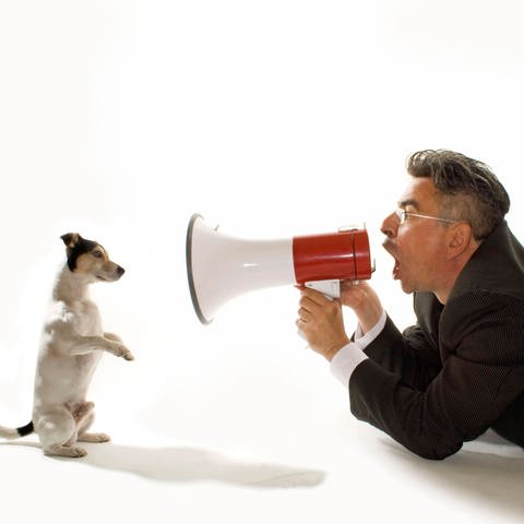 Jack Russell empfängt Kommandos mit dem Megafon: In der Hundeerziehung kommt es auf die Stimmmodulation an