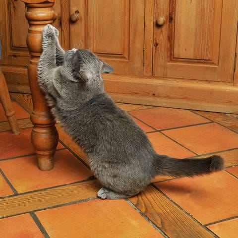 Katze kratzt am Tischbein: Oft werden Möbel als Kratzgelegenheit missbraucht