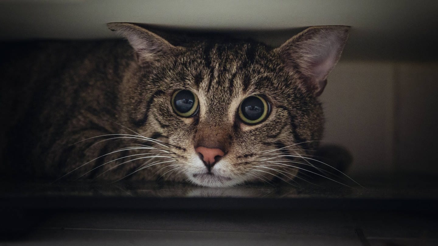 Ängstliche Katze liegt mit großen Augen unter dem Schrank: Bei sehr schreckhaften Katzen sollte über eine medizinische Behandlung nachgedacht werden (Foto: IMAGO, IMAGO / Westend61)