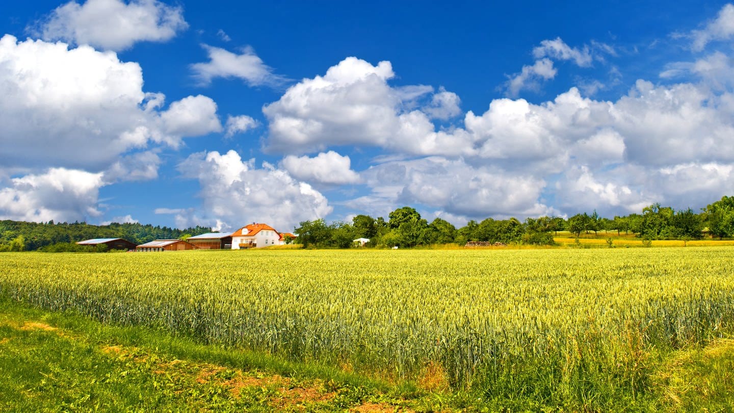 Weizenfeld mit Wohnhaus unter strahlend blauem Himmel mit weißen Wolken: Der Familienname 