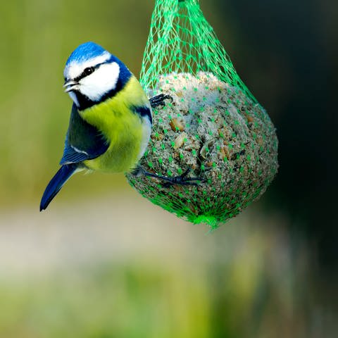 Blaumeise hängt am Meisenknödel: Für viele Vogelarten ist durch das eingeschränkte Nahrungsangebot im Winter eine Fütterung sinnvoll