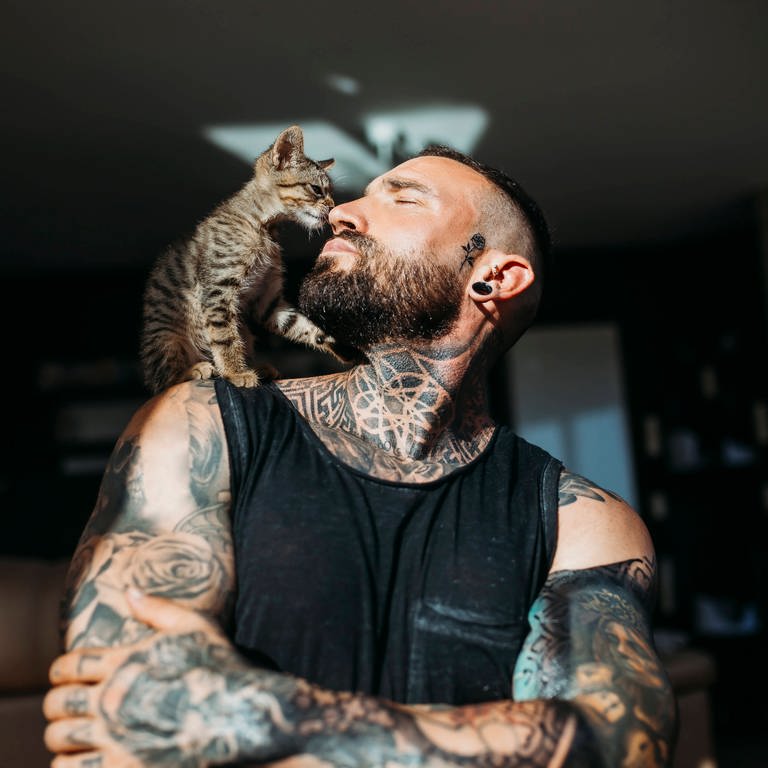 Getigerte Katze schleckt tatovierten Mann im Gesicht: Die Katze nimmt beim Lecken Salz von unserem Schweiß auf, aber es ist auch ein Verhaltensritual