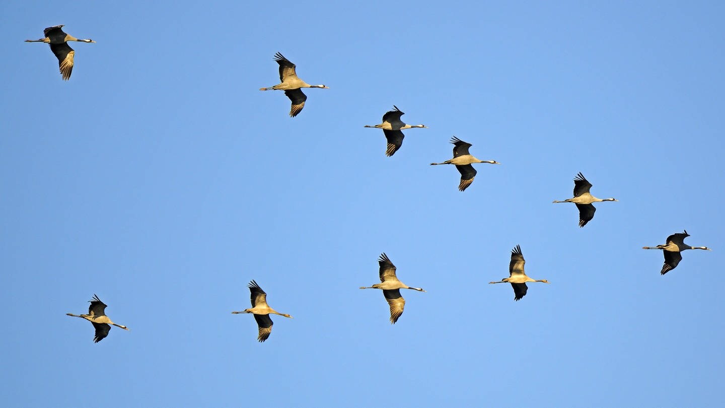 Kraniche fliegen in V-Formation: Der Vogel, der vorne fliegt, muss mehr Energie aufwenden als die anderen (Foto: IMAGO, IMAGO / blickwinkel)