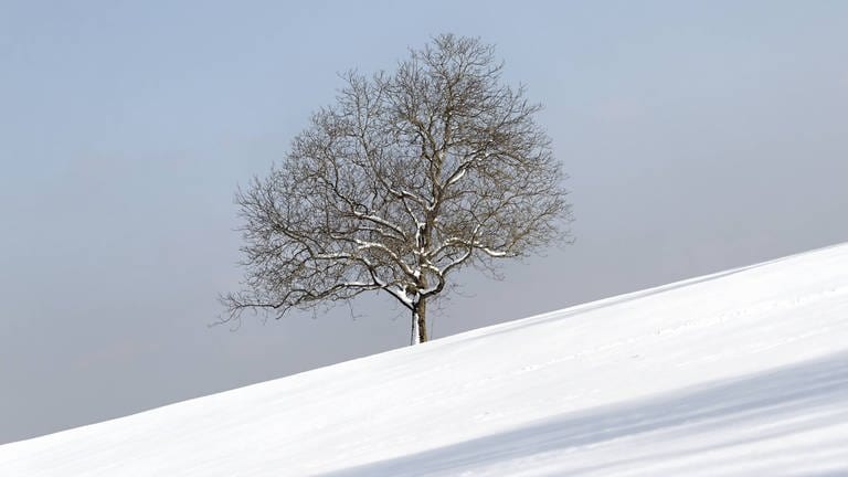 Eiche im Schnee: Im Winter ist nicht weniger Sauerstoff in der Luft als im Sommer (Foto: IMAGO, IMAGO / imagebroker)