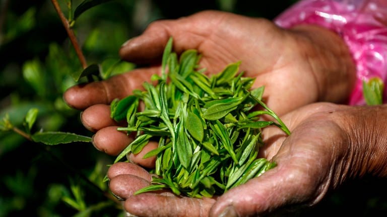 Zwei Hände halten frisch gepflückte Teeblätter in China
