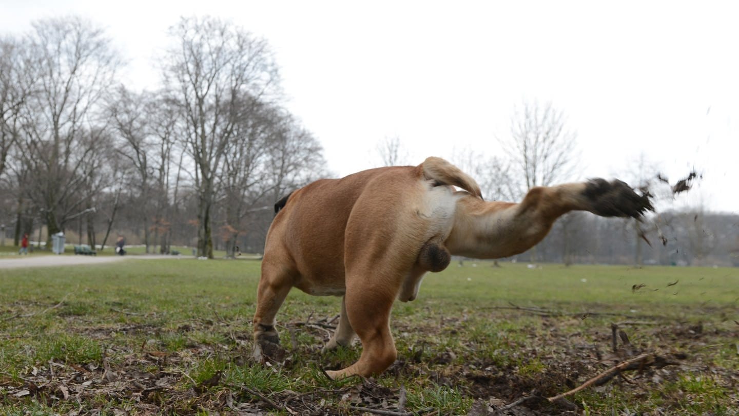 Hund scharrt auf einer Wiese: Hunde heben beim Urinieren oft das Bein. Das ist eine optische Imponiergeste. Außerdem wird die gesetzte Geruchsmarke durch das Scharren ausgebreitet. (Foto: picture-alliance / Reportdienste, picture alliance / dpa | Felix Hörhager)