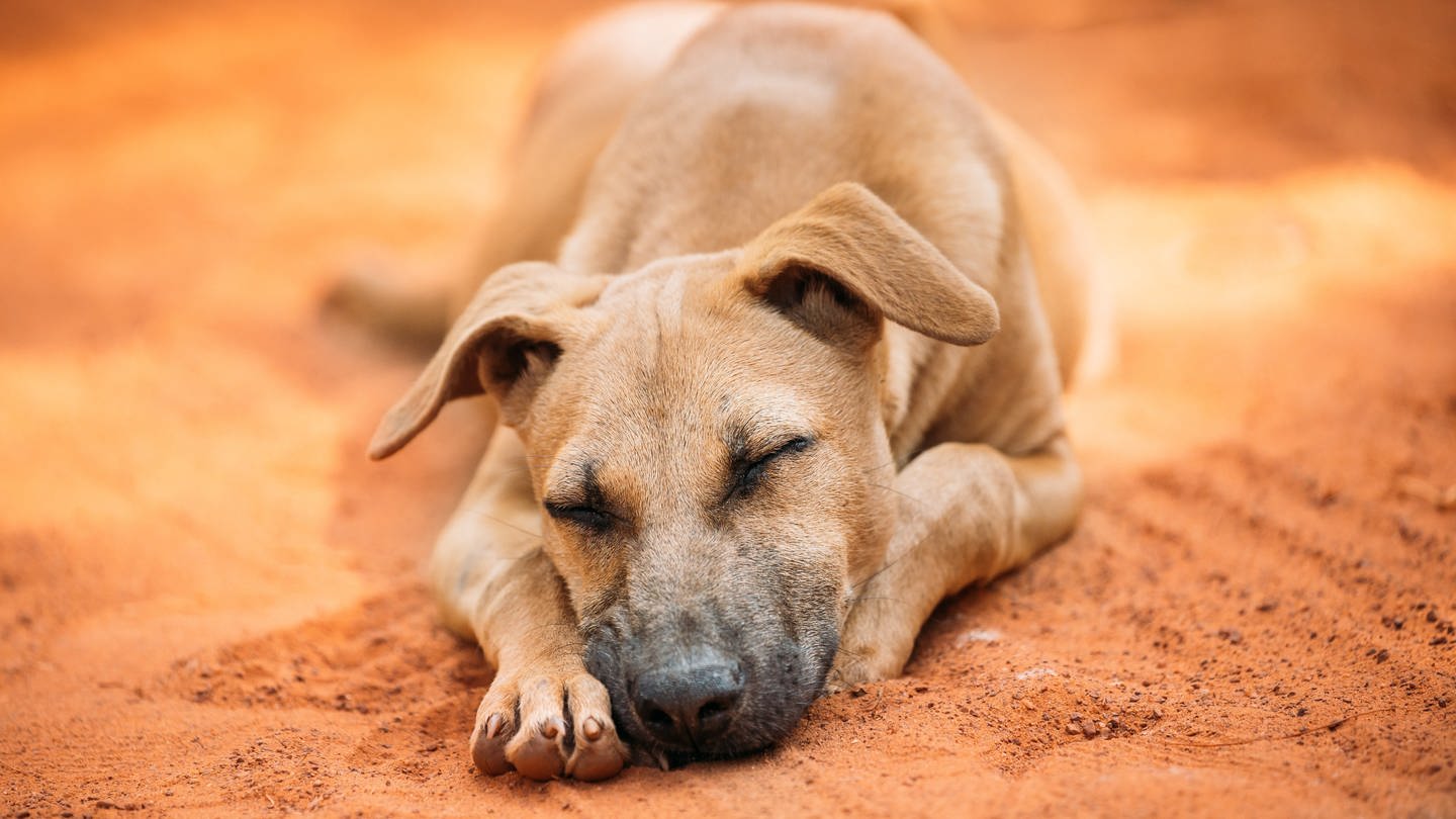 Ein Hund schläft auf rotem Sand: Hunde können ebenso wie Menschen schnarchen. Wenn das Schnarchen plötzlich einsetzt, sollte man aufmerksam werden: Dann könnte sich im Rachen des Tieres ein Fremdkörper befinden. (Foto: IMAGO, IMAGO / Panthermedia)