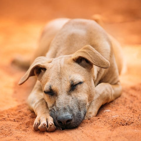 Ein Hund schläft auf rotem Sand: Hunde können ebenso wie Menschen schnarchen. Wenn das Schnarchen plötzlich einsetzt, sollte man aufmerksam werden: Dann könnte sich im Rachen des Tieres ein Fremdkörper befinden.