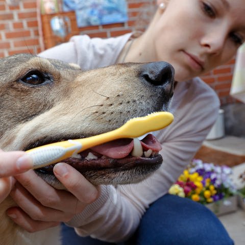 Eine Frau putzt ihrem Hund die Zähne mit einer gelben Zahnbürste: Bei Hunden ist es definitiv zu empfehlen, ihnen die Zähne zu putzen. Schon die Welpen sollte man trainieren, damit sie das Putzen akzeptieren, wenn es später relevant wird. 