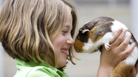 Ein Mädchen liebkost Nase an Nase ein Meerschweinchen: Aus tierärztlicher Sicht sind Kaninchen und Meerschweinchen für Kinder eher weniger geeignet. Allerdings können Kinder so lernen, Verantwortung für ein Tier zu übernehmen.  (Foto: IMAGO, IMAGO / agefotostock)