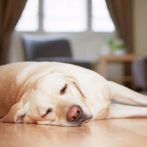 Schlafender Hund: Die Tiere können im Schlaf ähnlich wie Menschen träumen (Foto: Colourbox)