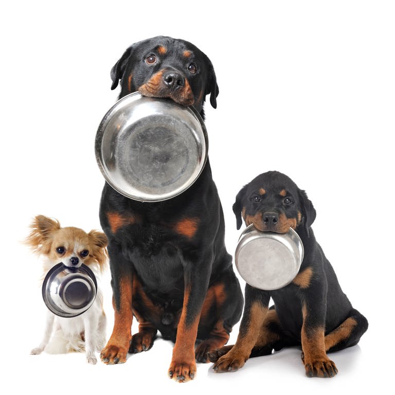 Hunde mit Napf. Für das gesunde Tier gilt: Was der Hund verträgt, ist auch gut für ihn. Wichtig ist, dass es ein Futter sein muss, das für die alleinige Ernährung gedacht ist, also ein Alleinfuttermittel.