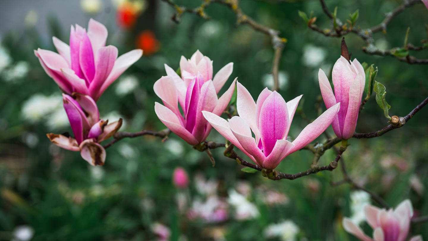 Rosa Magnolienblüten an einem Ast: Wenn Magnolien von Efeu überwuchert werden, sollte man den Efeu, der zum 