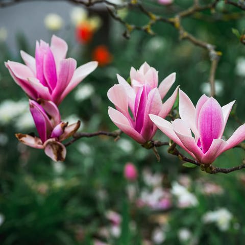Rosa Magnolienblüten an einem Ast: Wenn Magnolien von Efeu überwuchert werden, sollte man den Efeu, der zum "Würger" werden kann, entfernen.