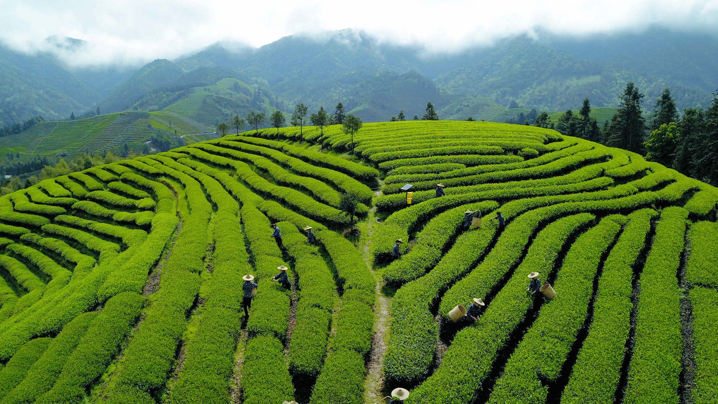 Tee-Pflücker bei der Arbeit auf einer Plantage in China: Tee und Cha sind unterschiedliche chinesische Dialekte. So lernten einige Kaufleute Tee als 