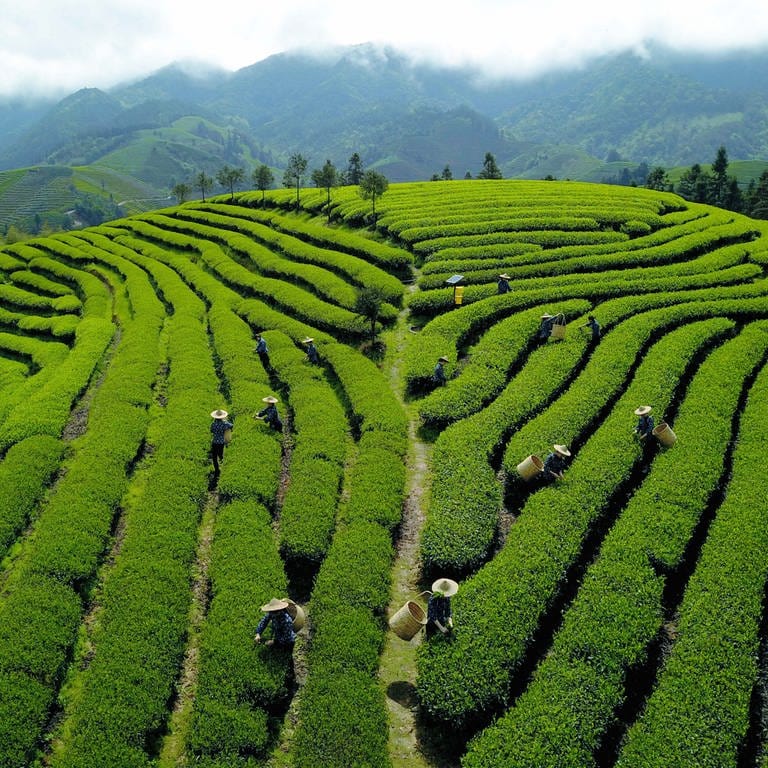 Tee-Pflücker bei der Arbeit auf einer Plantage in China: Tee und Cha sind unterschiedliche chinesische Dialekte. So lernten einige Kaufleute Tee als "Tee" kennen, andere als "Tschai" oder "Tscha". Auf diese Weise entwickelten sich diese beiden Bezeichnungen für Tee und gingen um die Welt.