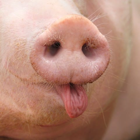 Schweinerüssel: Schweine können nicht pfeiffen