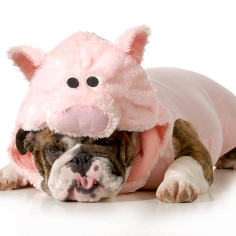 Hund kuschelt sich unter ein rosa Schweinekostüm: Der innere Schweinehund lässt sich nicht leicht überwinden