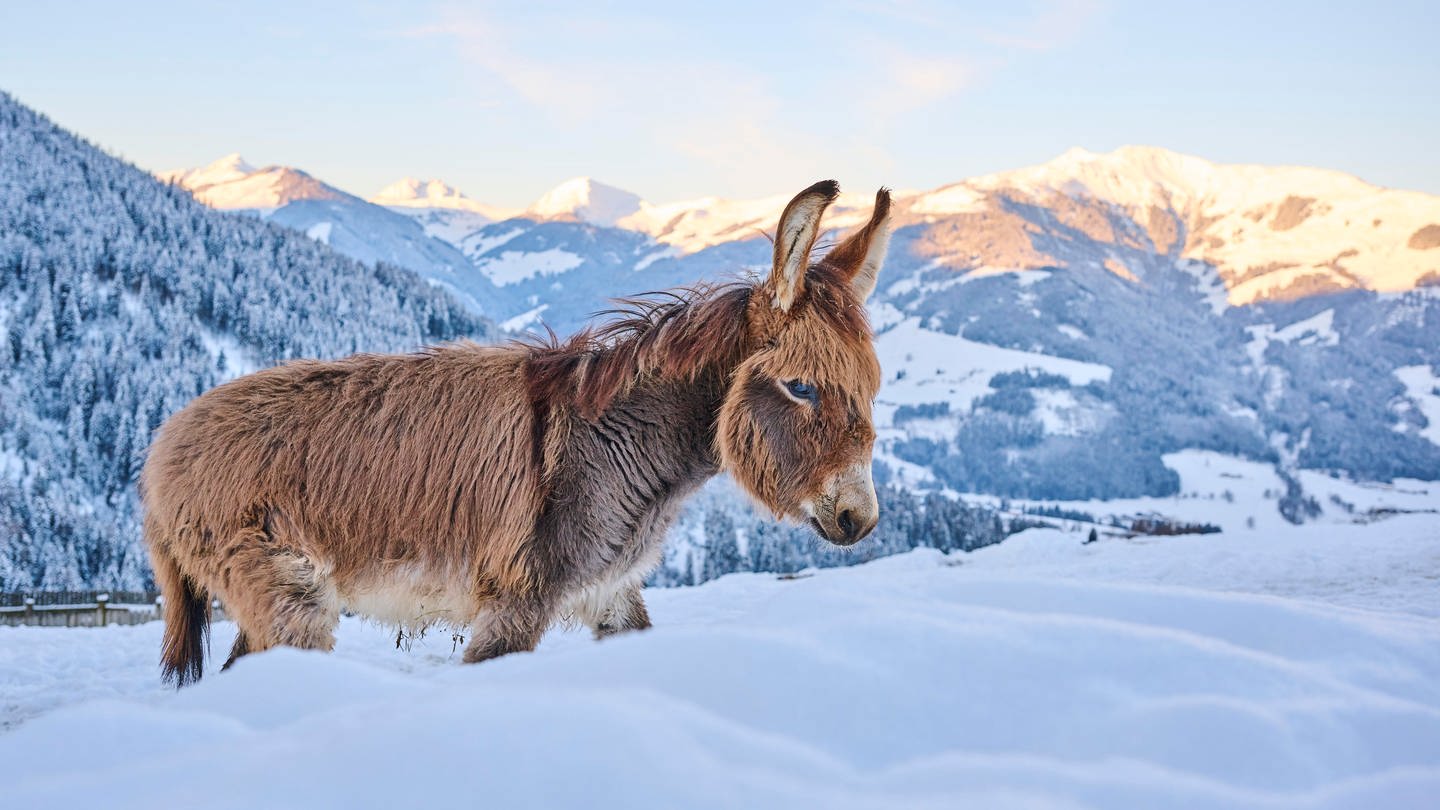 Hausesel (Equus asinus asinus) auf einer verschneiten Wiese in den Tiroler Bergen bei Sonnenaufgang nahe Kitzbühel: 