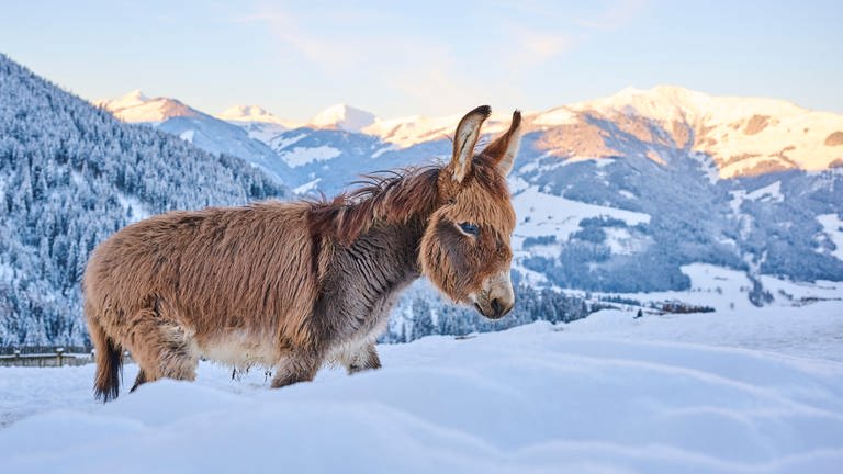Hausesel (Equus asinus asinus) auf einer verschneiten Wiese in den Tiroler Bergen bei Sonnenaufgang nahe Kitzbühel: "Wenn es dem Esel zu wohl wird, geht er aufs Eis." – Woher kommt diese Redensart? (Foto: picture-alliance / Reportdienste, picture alliance / imageBROKER | David & Micha Sheldon)