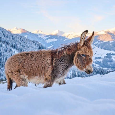 Hausesel (Equus asinus asinus) auf einer verschneiten Wiese in den Tiroler Bergen bei Sonnenaufgang nahe Kitzbühel: "Wenn es dem Esel zu wohl wird, geht er aufs Eis." – Woher kommt diese Redensart? (Foto: picture-alliance / Reportdienste, picture alliance / imageBROKER | David & Micha Sheldon)