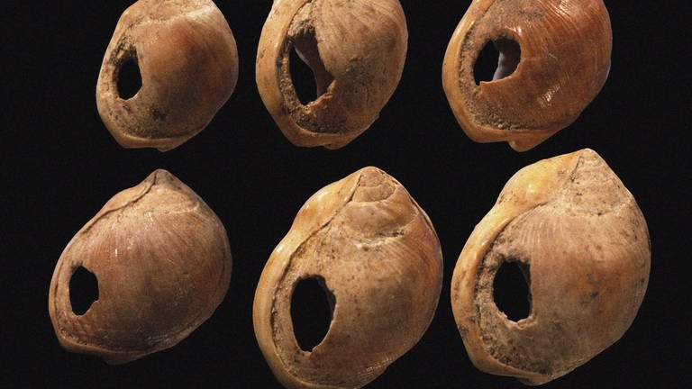 Perforierte Muschelperlen aus der Blombos-Höhle, Südafrika: In den archäologischen Spuren lassen sich drei Phasen erkennen, wie sich die Kunst in der Evolution entwickelt hat – Dekoration, Schmuck und schließlich die schöpferische Kunst