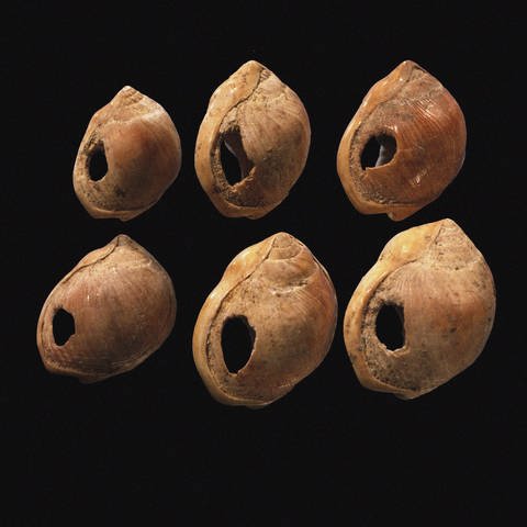 Perforierte Muschelperlen aus der Blombos-Höhle, Südafrika: In den archäologischen Spuren lassen sich drei Phasen erkennen, wie sich die Kunst in der Evolution entwickelt hat – Dekoration, Schmuck und schließlich die schöpferische Kunst