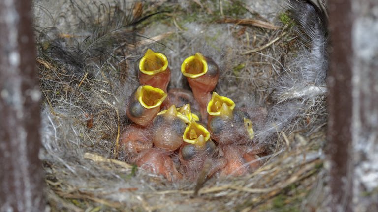 Blaumeisen im Nest: Eine Blaumeise kann bis zu 12 Eier legen – jeden Tag eins. Trotzdem schlüpfen die Jungen alle gleichzeitig, denn gebrütet wird erst, wenn das Gelege vollständig ist. 