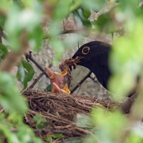 Nest einer Amsel (Turdus merula); das Männchen füttert die Küken (Foto: IMAGO, IMAGO / imagebroker)