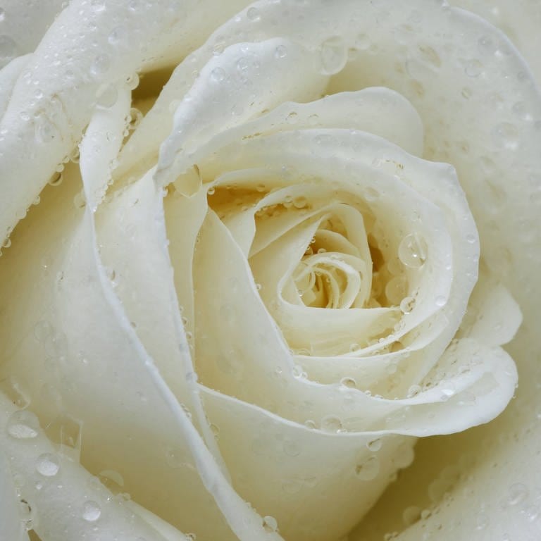 Weiße Rose (Foto: picture-alliance / Reportdienste, picture alliance/prisma)