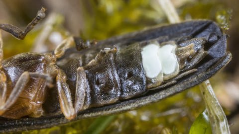 Johanniswürmchen (Lamprohiza splendidula, Phausis splendidula), liegt auf dem Rücken und zeit sein Leuchtorgan (Foto: picture-alliance / Reportdienste, picture alliance / blickwinkel)