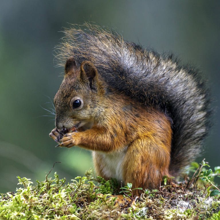 Ein Europäisches Eichhoernchen (Sciurus vulgaris) sitzt aufrecht auf Moos und frisst