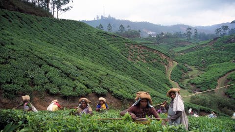Teepflückerinnen bei Munnar (Südindien). Tee wird in feuchten Regionen angebaut; der Wasserverbrauch spielt daher bei der Berechnung der Ökobilanz keine große Rolle. (Foto: IMAGO, imago/Kathrin Schubert)