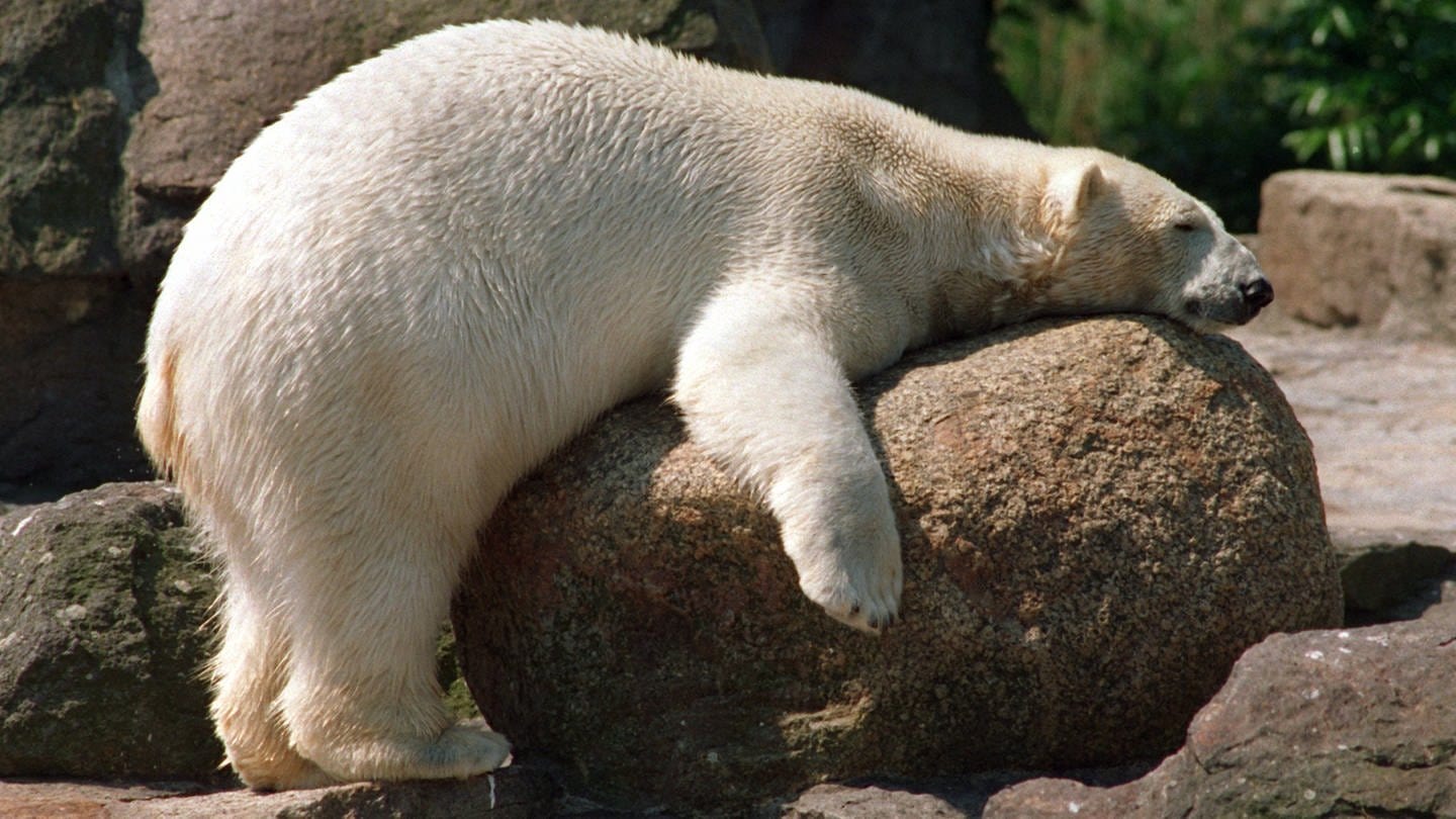 Eisbär kämpft im Berliner Zoo mit der Sommerhitze (Foto: picture-alliance / Reportdienste, (c) dpa - Fotoreport)