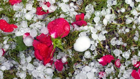 Hagelkörner mit Blütenblättern (Foto: picture-alliance / Reportdienste, picture alliance / blickwinkel)