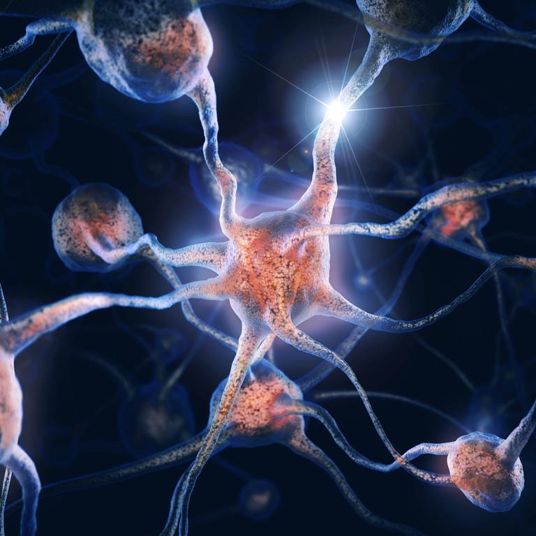 Gehirnzellen und neuronale Verbindungen