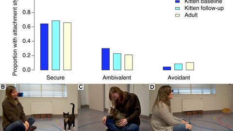 Experiment zum Bindungsverhalten bei Katzen (Foto: Pressestelle, Oregon State University / Current Biology)