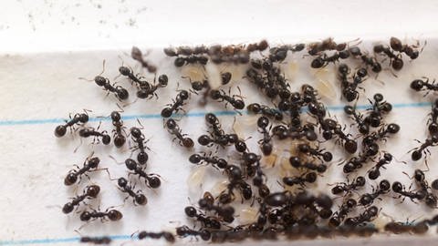 Ameisen ändern ihr Verhalten, wenn das Risiko ansteckender Krankheiten droht.  (Foto: imago images, Imago)