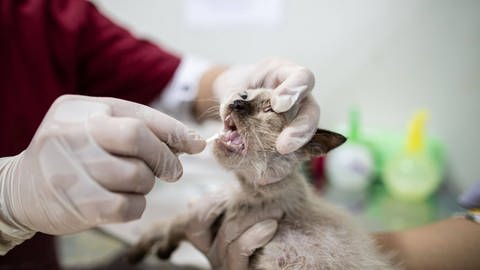 Die Meldepflicht für Coronafälle bei Haustieren soll weitere Erkenntnis zu den Übertragungswegen des Virus liefern. (Foto: IMAGO, imago images/ZUMA Wire)