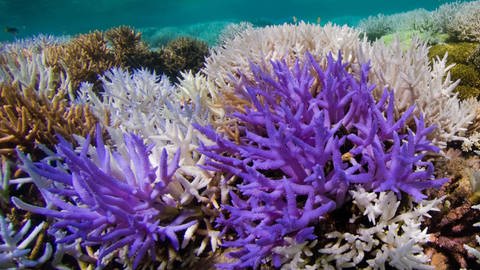 Korallen leuchten als Reaktion auf Klimawandel. (Foto: Pressestelle, The Ocean Agency/XL Catlin Seaview Survey)