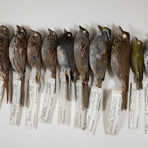 Dave Willard sammelt seit über 40 Jahren tote Vögel (Foto: Pressestelle, Field Museum, Michigan)