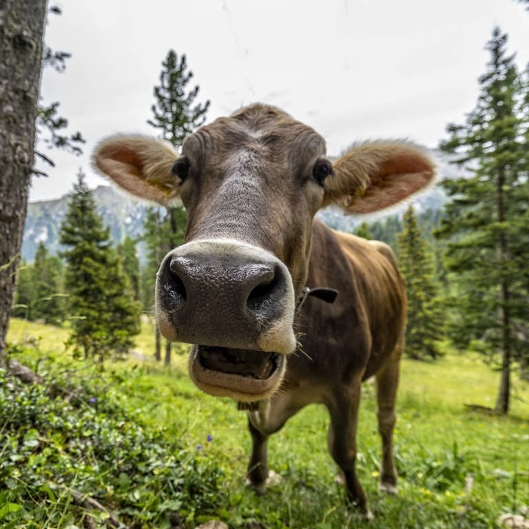 Eine Kuh auf einer Weide in Südtirol schaut in die Kamera (Foto: IMAGO, imago/Westend61)