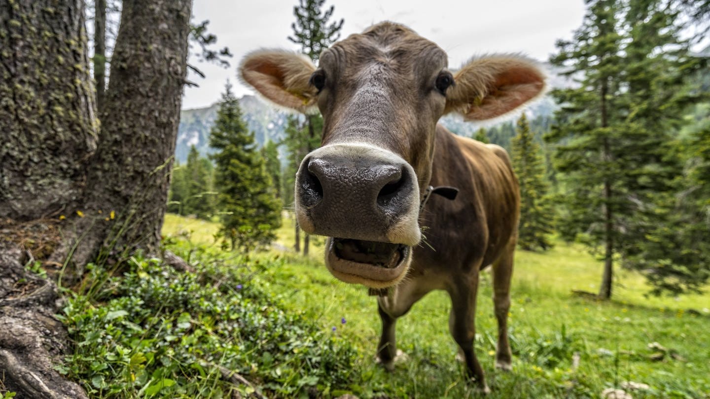 Eine Kuh auf einer Weide in Südtirol schaut in die Kamera (Foto: IMAGO, imago/Westend61)