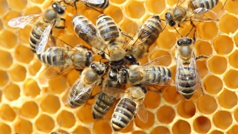 Bienen beim Schwänzeltanz (Foto: IMAGO, imago/Panthermedia)