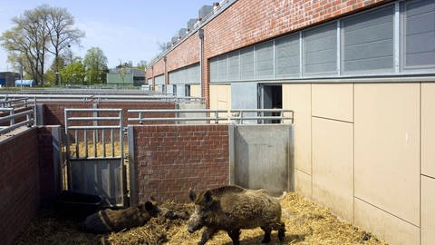 Wildschweine im Freilauf des Quarantänestallgebäudes am Friedrich-Loeffler-Institut auf Riems. (Foto: IMAGO, imago/Jens Koehler)