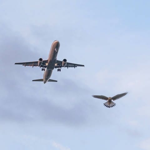 Ein Turmfalke in der Luft neben einem Airbus 320 (Foto: IMAGO, imago/blickwinkel)