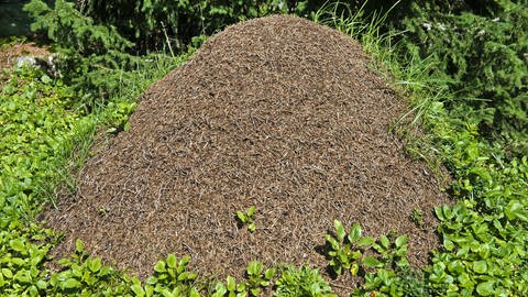 In einer Ameisenkolonie verändert sich im Infektionsfall das Verhalten der gesamten Bevölkerung.  (Foto: imago images, imago images / blickwinkel)