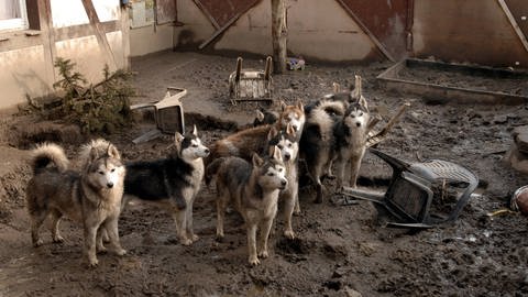 verwahrloste Hunde auf einem verdreckten Grundstueck, animal hoarding,  (Foto: IMAGO, imago images / blickwinkel)